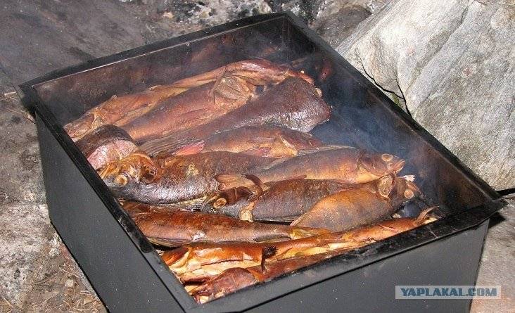Холодное копчение рыбы: пошаговые рецепты с фото для легкого приготовления ???? кулинарные рецепты