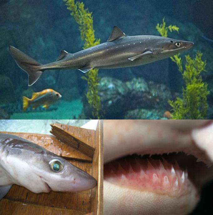 Акула катран: фото, ареал обитания, питание и размножение