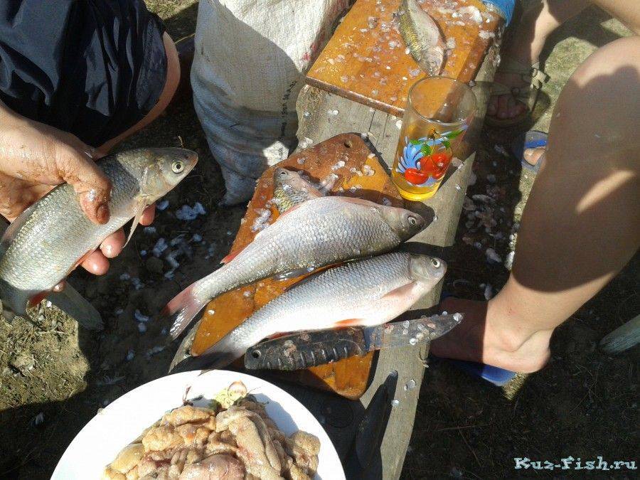 Рыбы, запрещённые для лова на алтае -  алтай туристский. туристический портал