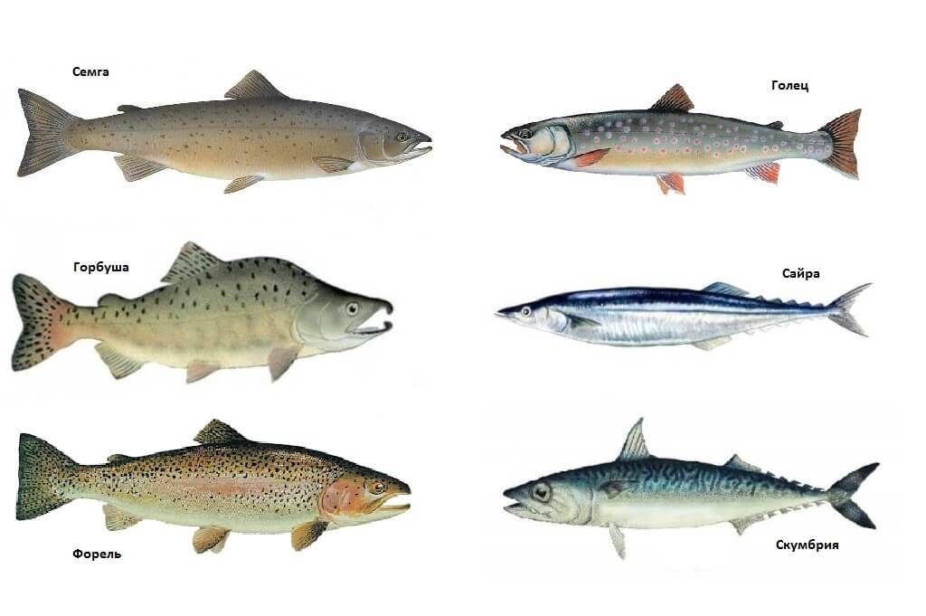 Форель рыба. образ жизни и среда обитания рыбы форель | животный мир