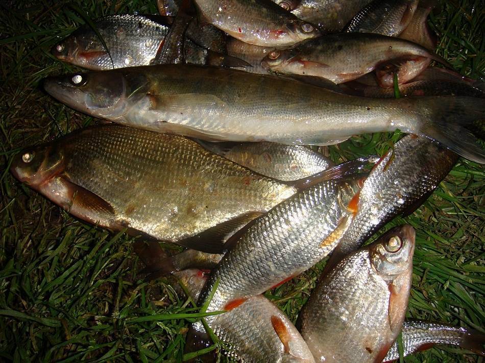 Платная рыбалка в ярославской области: рыболовные базы, туры и водоемы ярославской области