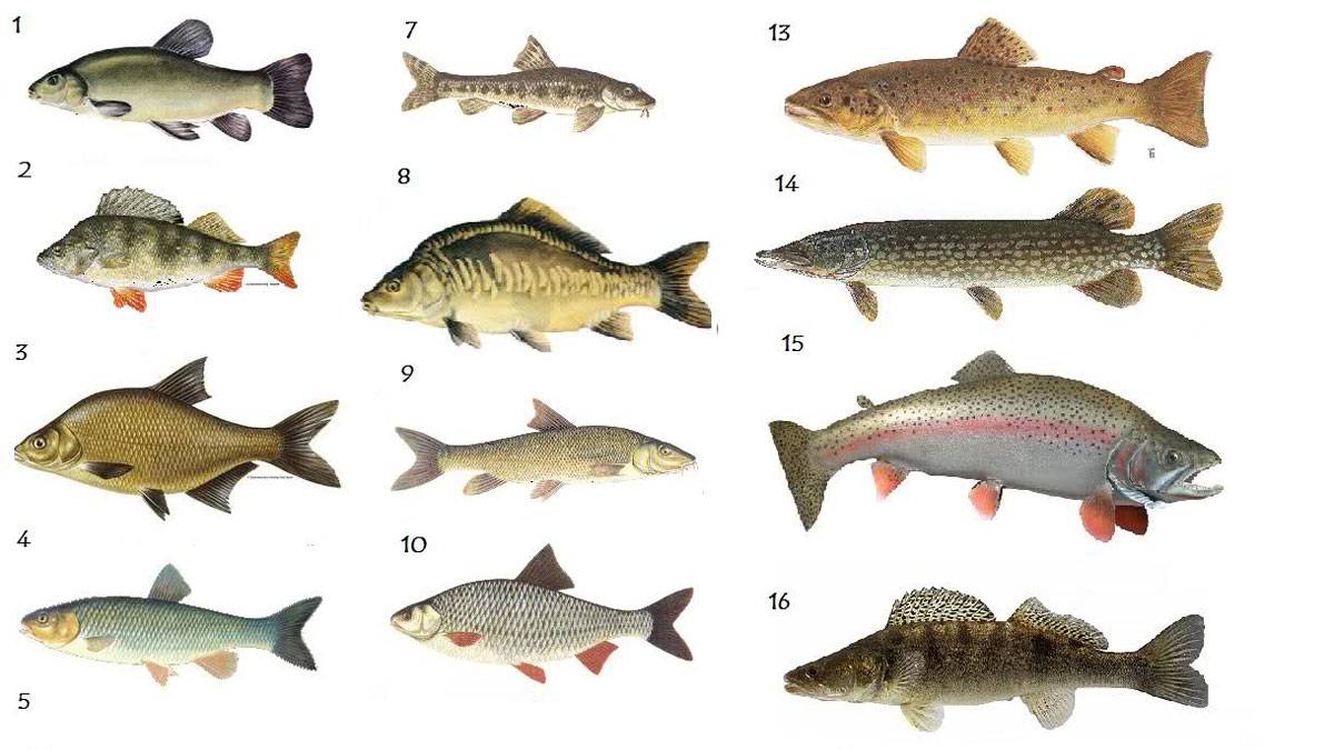 Есть рыбу каждый день - результаты. топ 10 самых полезных и доступных сортов рыбы :: инфониак