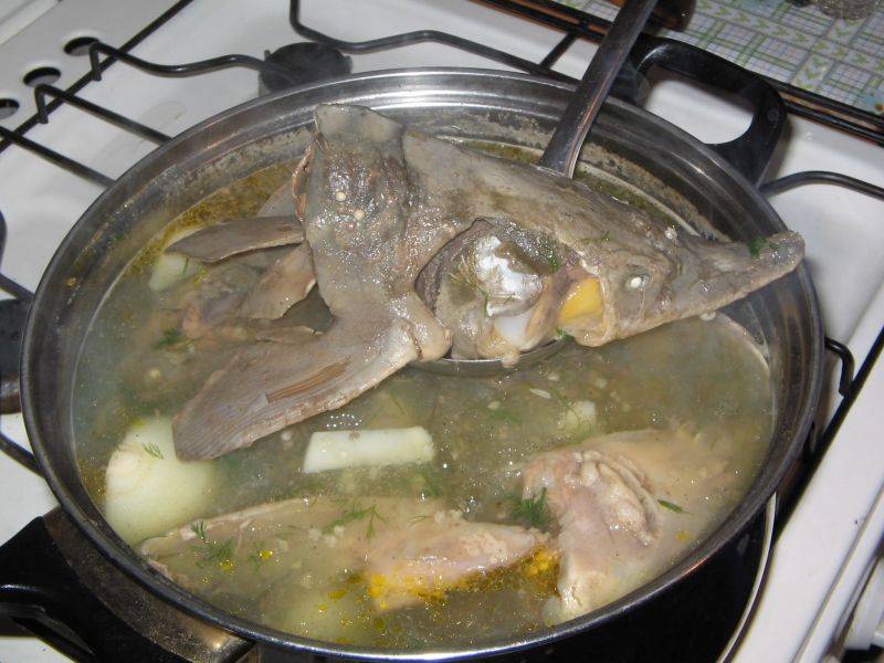 Уха из стерляди в домашних условиях. рецепт супа с фото пошагово