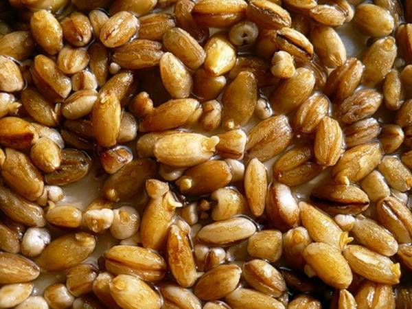Пшеница для рыбалки - ферментированная, как запарить и как приготовить