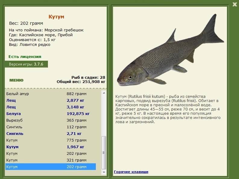 Рыба кутум: места обитания и ловля