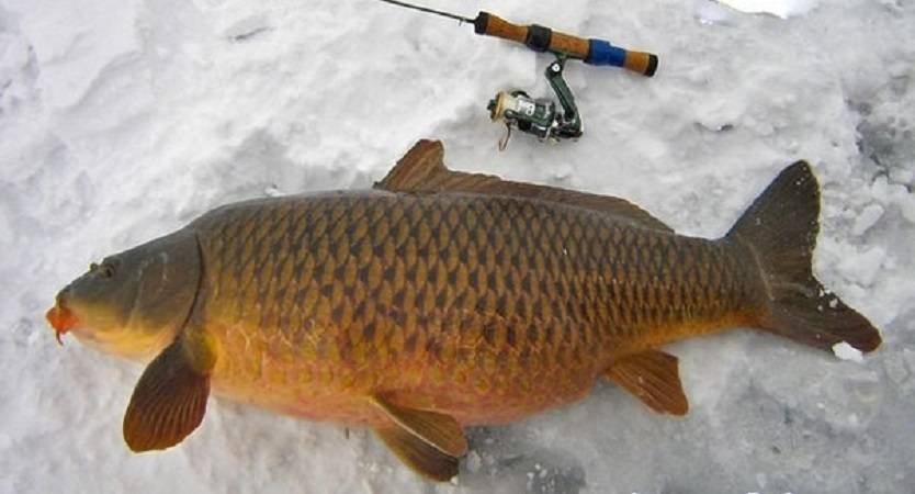 Зимняя рыбалка: особенности ловли карпа зимой