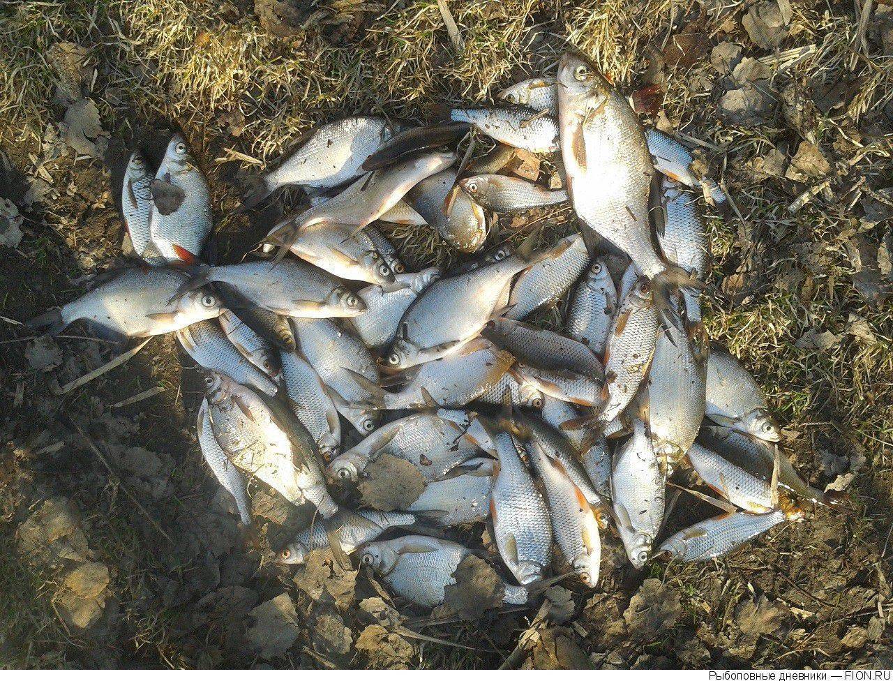 Рыбалка на истринском водохранилище платно. firstfisher.ru – интернет-журнал о рыбалке и рыболовах.