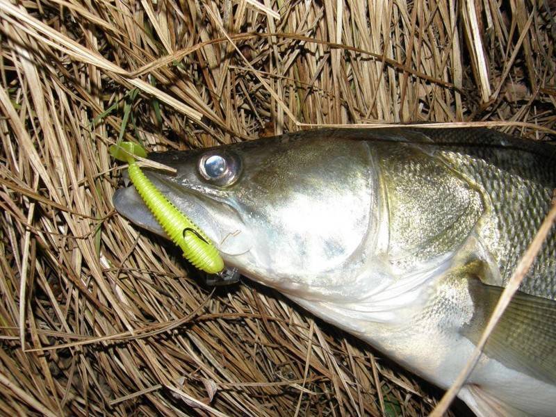 Рыбалка на оке в районе каширы - все про рыбалку