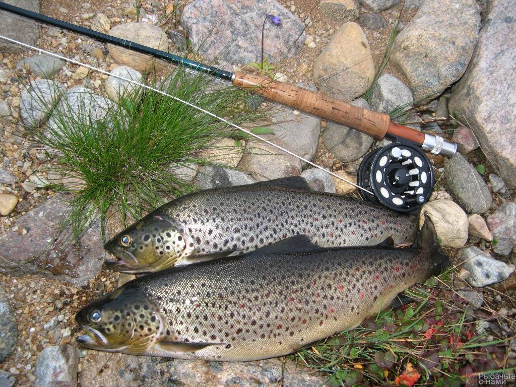 Особенности рыбалки в тундровых озёрах кольского полуострова
