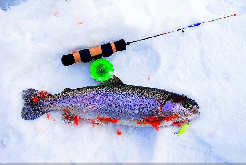 Специфика зимней ловли форели на платных водоемах - читайте на сatcher.fish