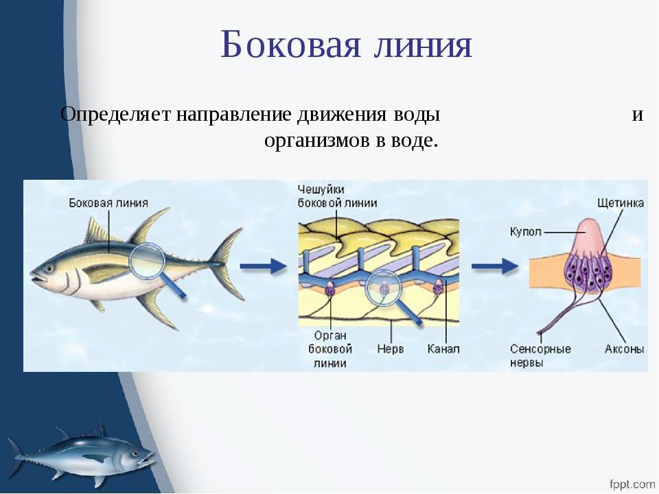 Строение рыбы внутреннее и внешнее: скелет, части(форма) тела, голова и мозг, органы передвижения, особенности