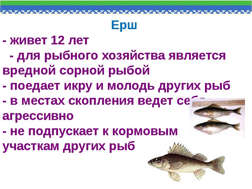 Рыба ерш. описание рыбы, ловля, рецепты, фото и видео