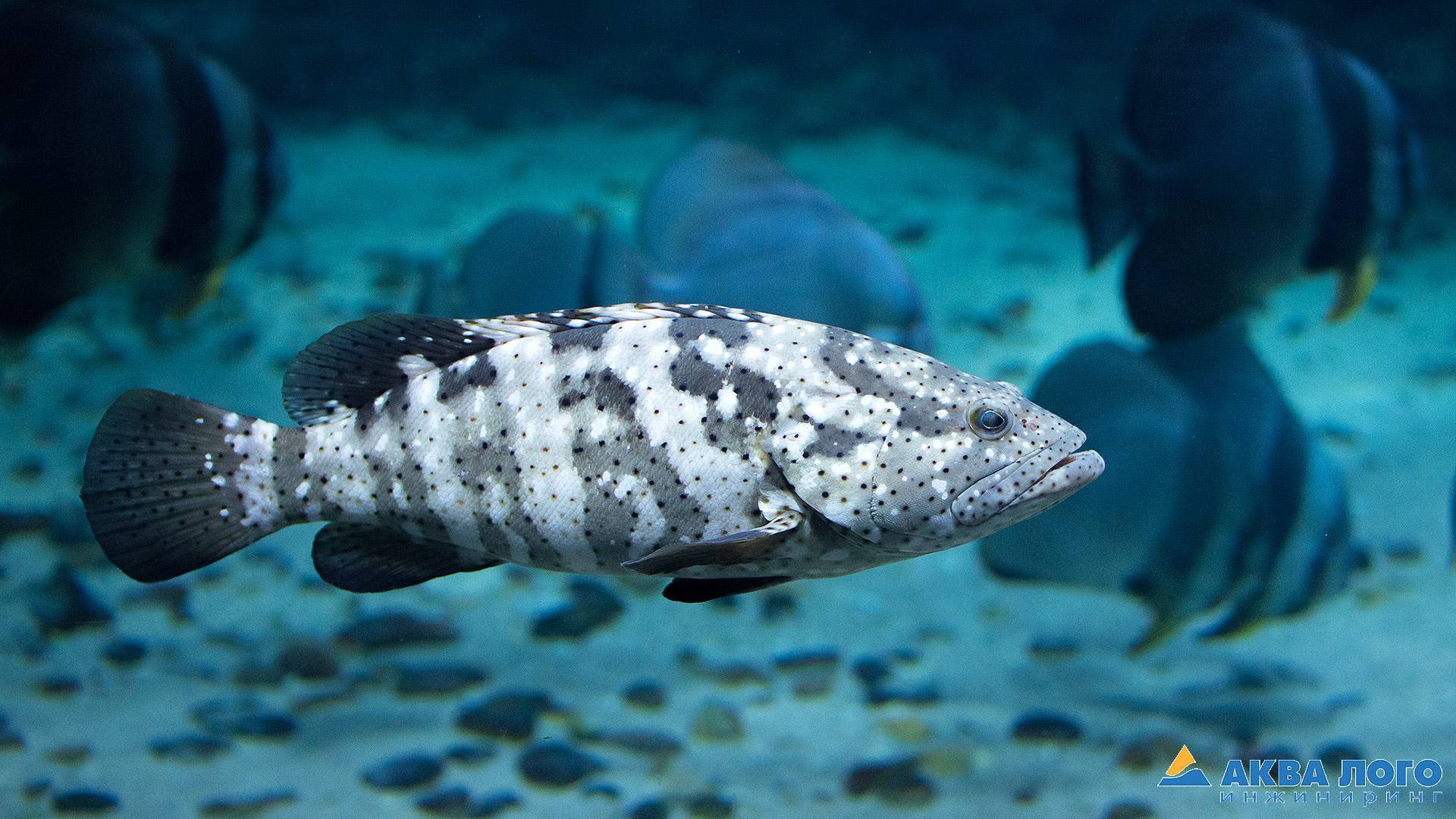 Рыба групер