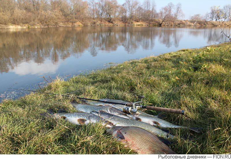 Рыбалка в брянске - особенности, популярные водоемы, реки и озера