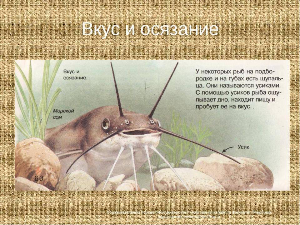 Органы чувств у рыб