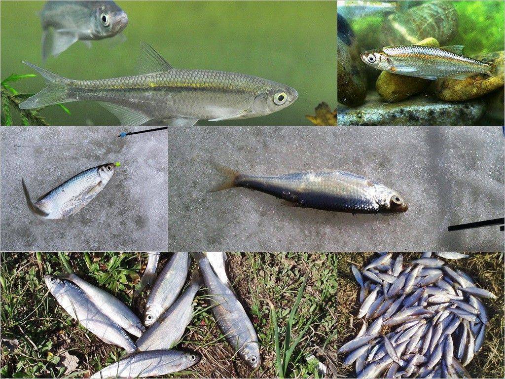 Рыба уклейка, места обитания, сопособы ловли