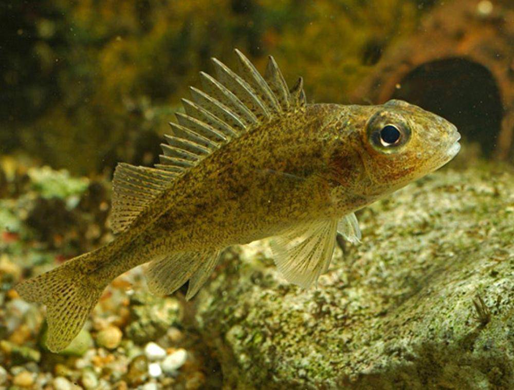 Рыба ерш обыкновенный - легкая на удочку и симпатичная на вид (фото)