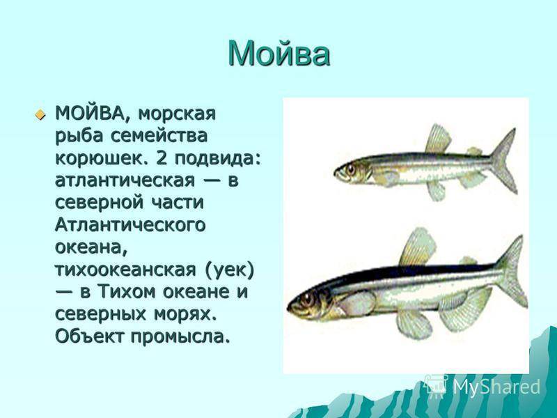 Рыба мойва
