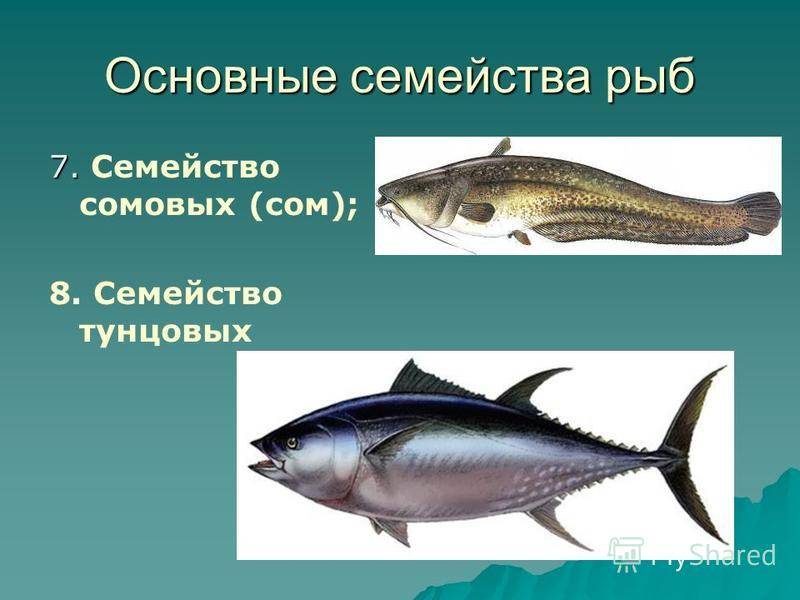 Рыба вьюн - описание, где обитает, как и на что ловить?