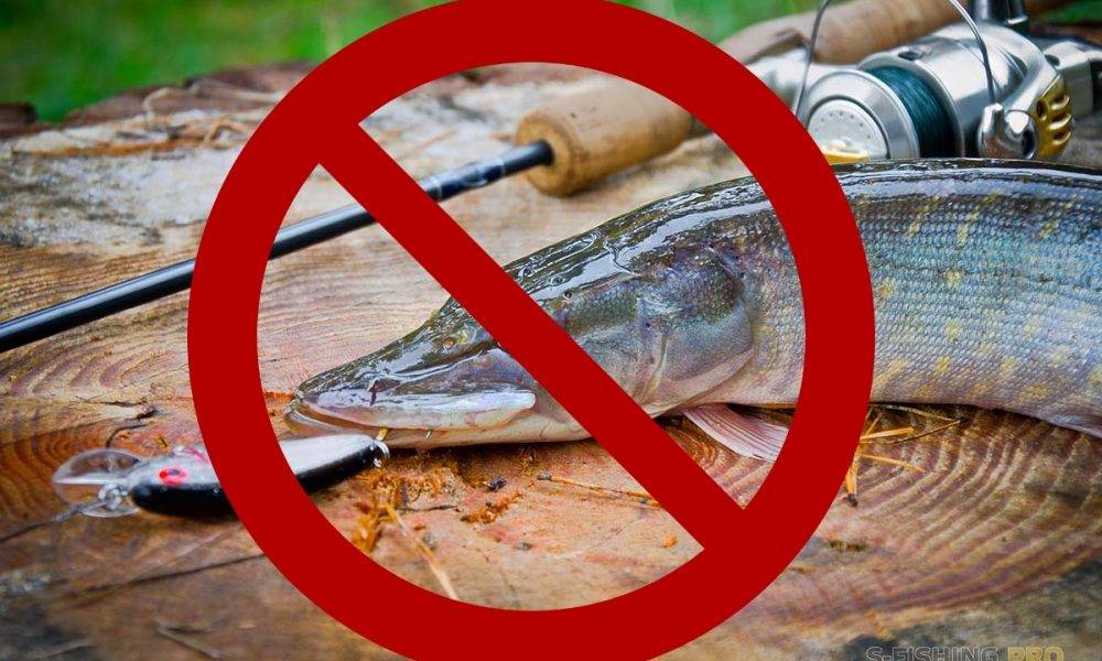 Закон о рыбалке в россии. штрафы, правила, запреты