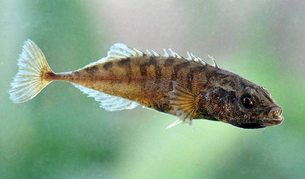 Рыба колюшка: описание, внешний вид, среда обитания и способы ловли