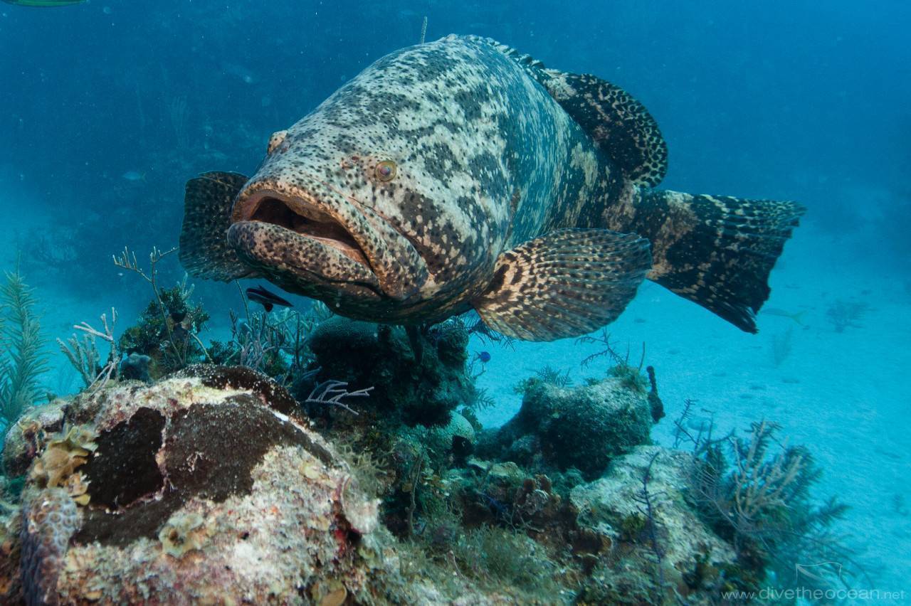 Самый крупный окунь: морская рыба групер индотихоокеанский
