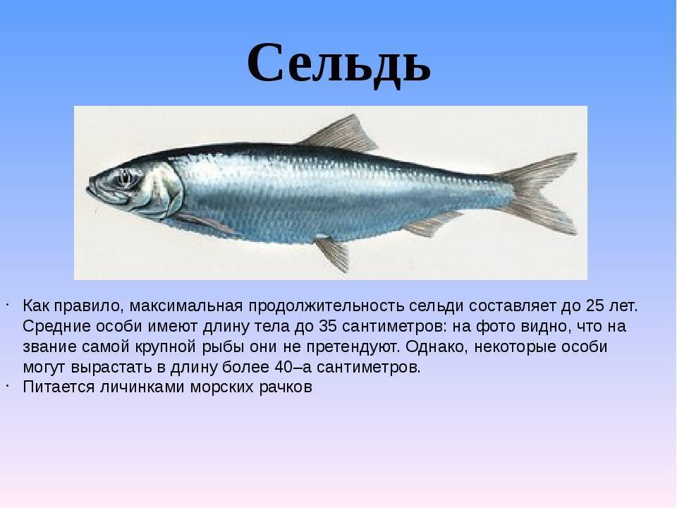 Рыба скумбрия - калорийность, польза, вред, где обитает