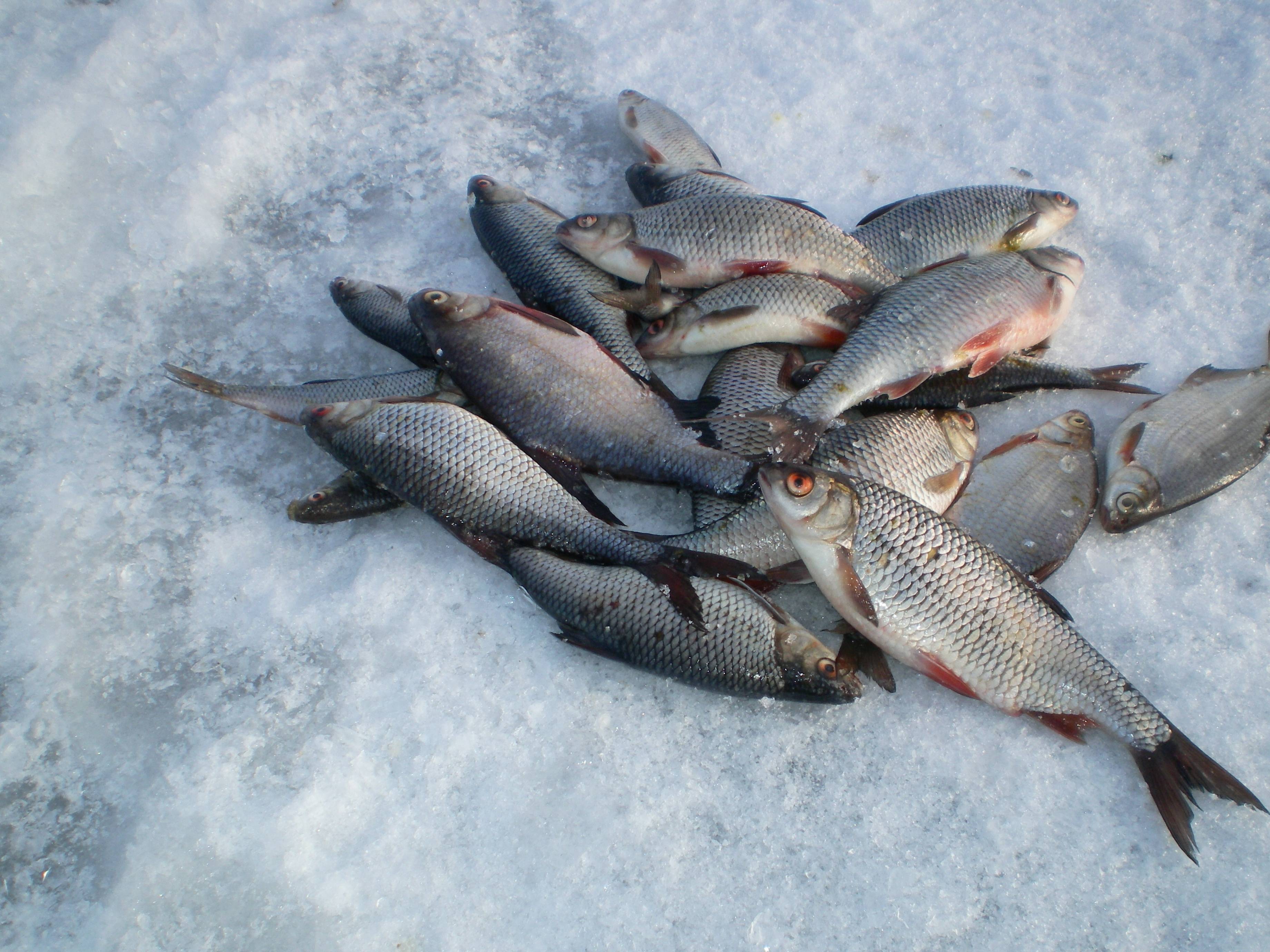 рыбы ладожского озера названия