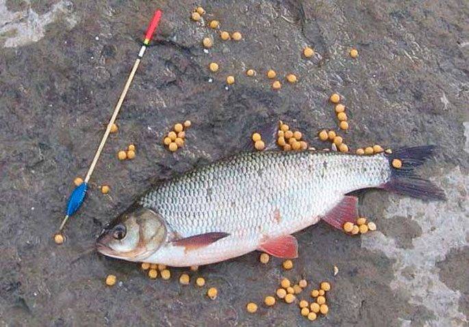 На что и как ловить красноперку? – суперулов – интернет-портал о рыбалке