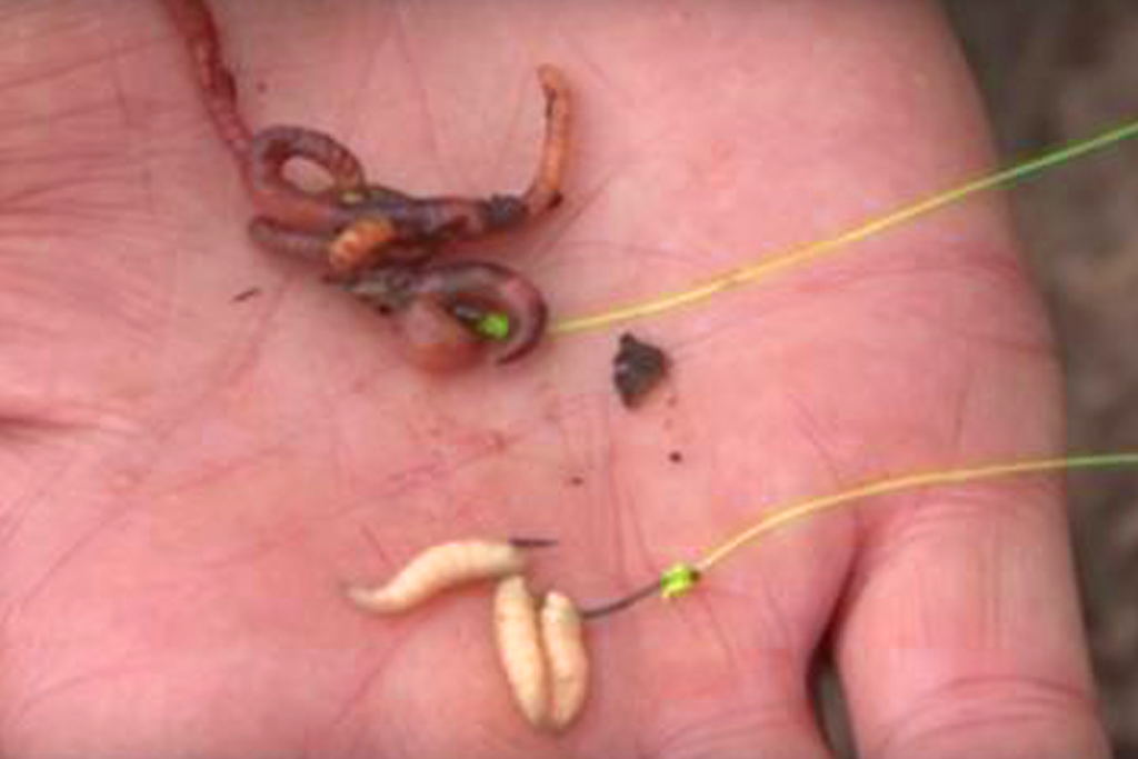Как правильно насаживать червя на крючок при рыбной ловле, советы опытных рыболовов