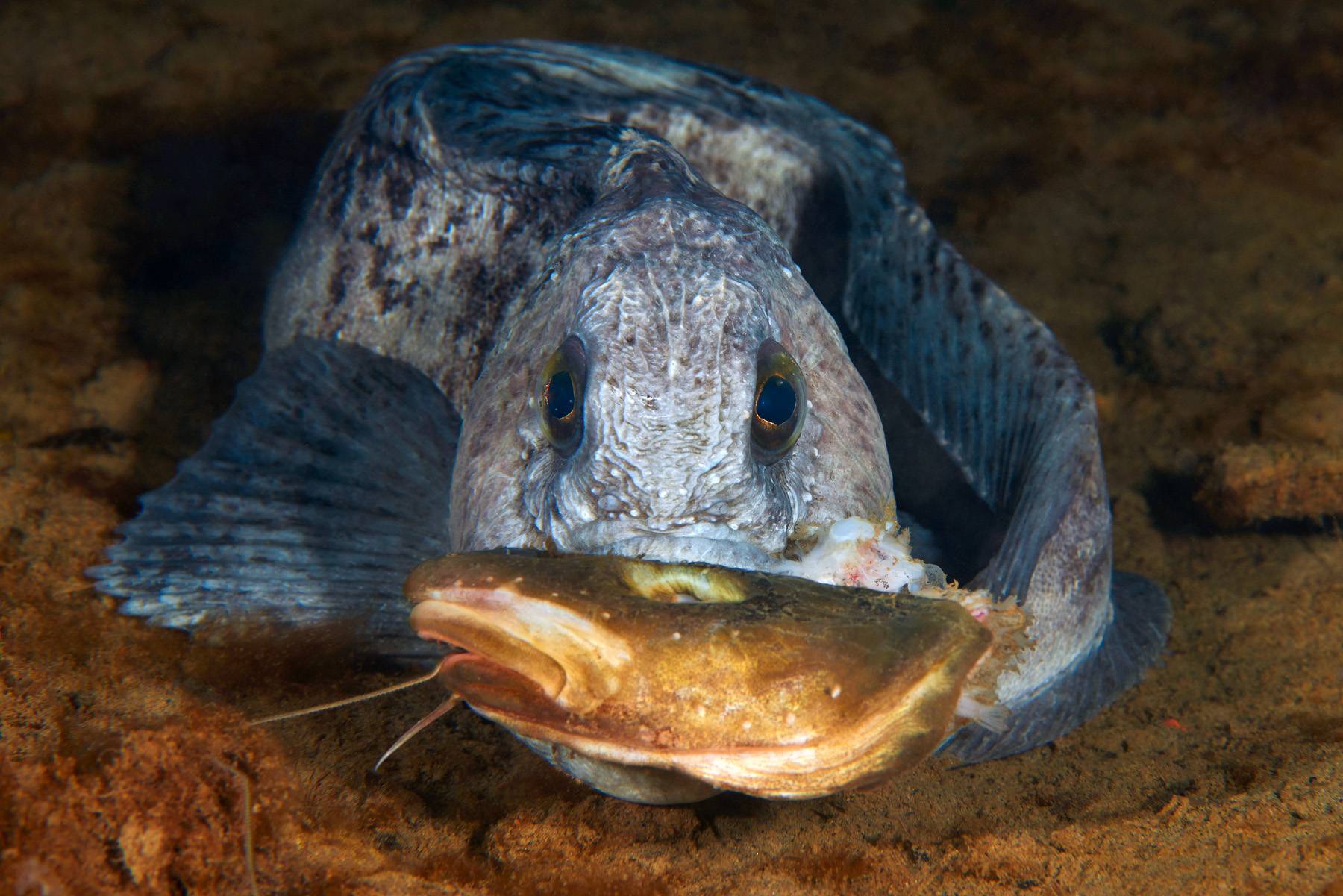 Рыба зубатка: польза и возможный вред