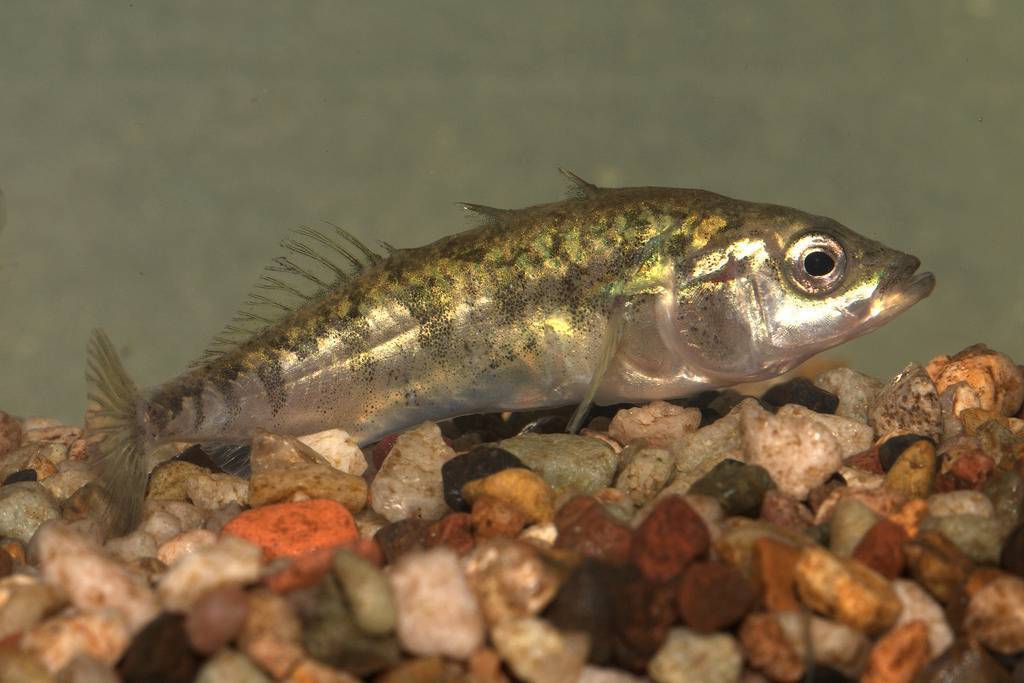 Рыба колюшка: описание, размножение, среда обитания и интересные факты