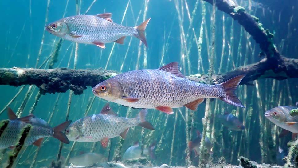 Периоды и особенности нереста у пресноводных рыб – рыболову на заметку