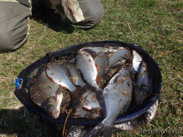 Рыбалка в могилеве и могилевской области, какая рыба клюет на реке днепр