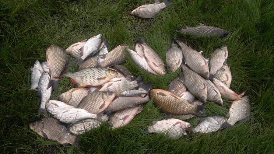 Рыбалка в ростове-на-дону: лучшие рыболовные базы в ростовской области, как ловить весной
