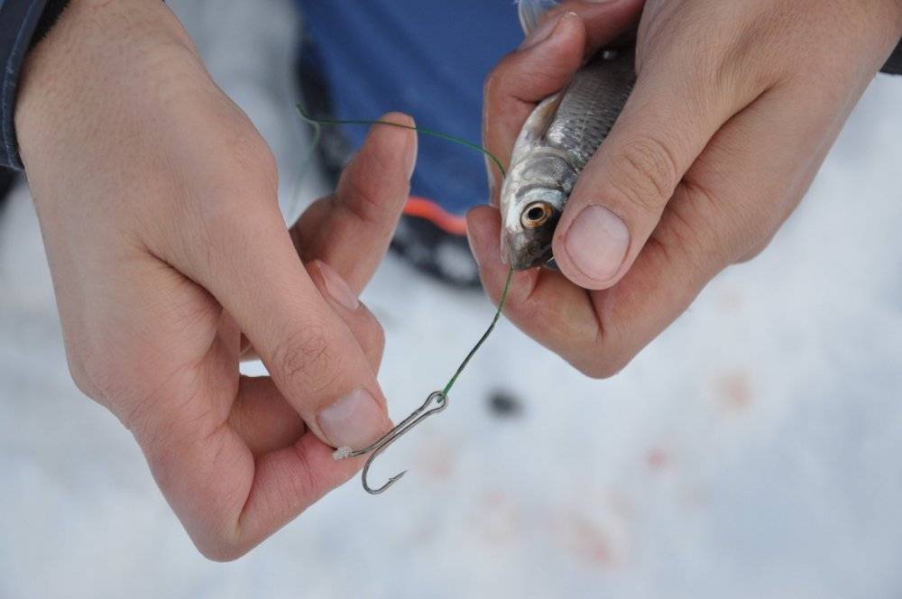 Ловля щуки на жерлицы зимой: советы бывалых рыбаков и особая методика