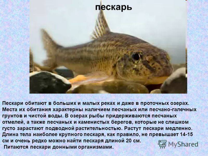 Пескари - обитатели пресных водоемов: разновидности рыб (фото), особенности поведения и размножения