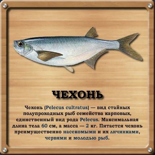 Чехонь - подробное описание рыбы, где обитает, чем питается