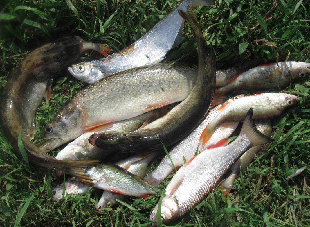 Рыбалка в ишиме и ишимском районе: лучшие места для ловли, какая рыба водится в реке