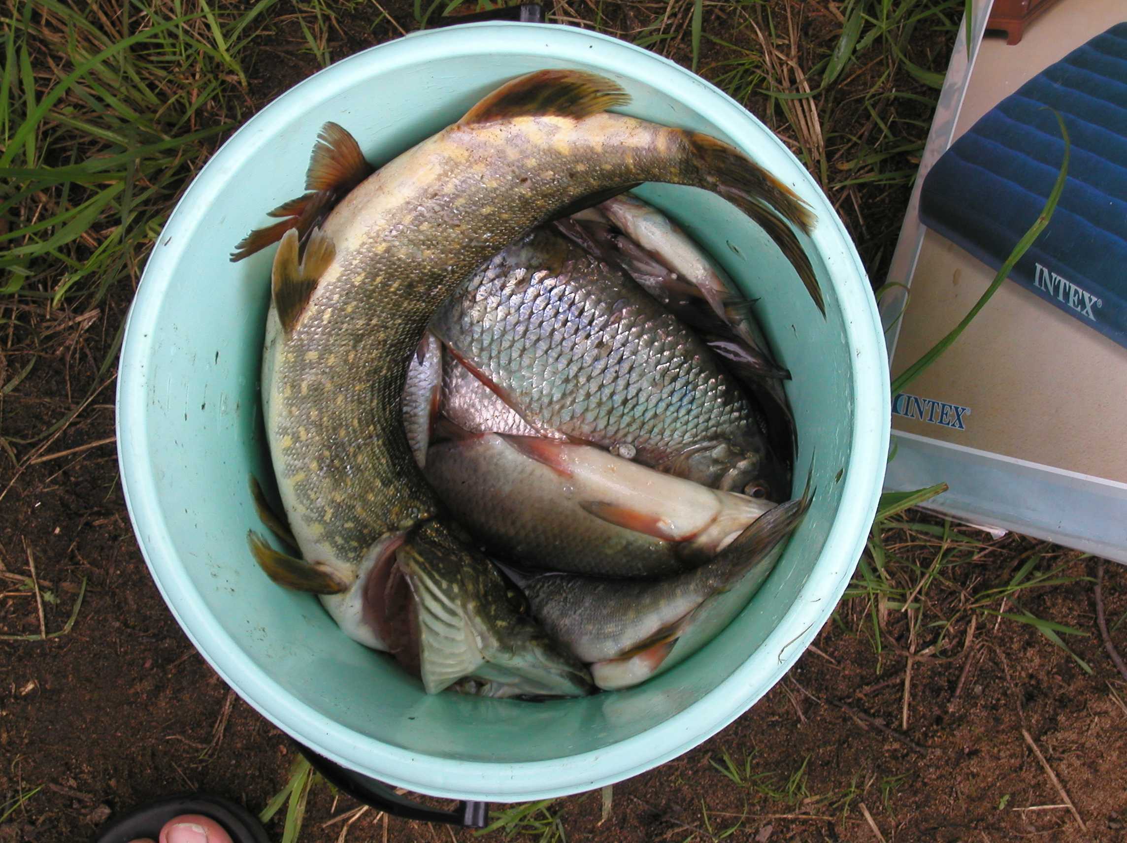 Рыбалка в ладожских шхерах летом — какая рыба водится и где лучший клёв? - заметки путешественника