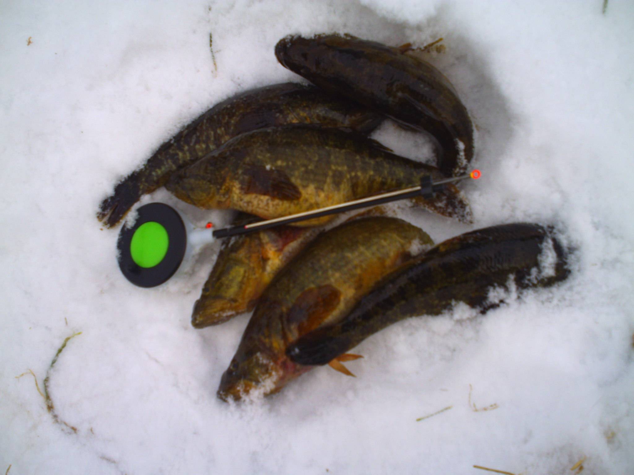 Рыба ратан: как ловить ротана зимой, снасти и прикормки для зимней ловли