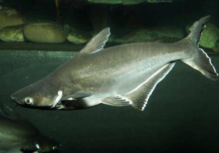 Рыба пангасиус — среда обитания, польза и вред