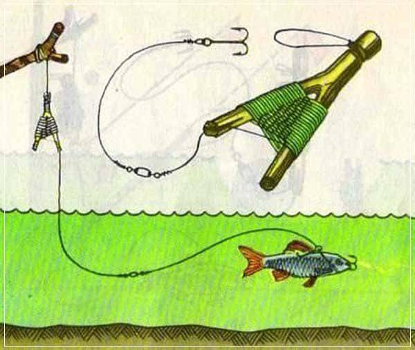 Ловля жереха: как и на что ловить с берега, рыбалка на живца, как поймать донкой и на удочку, на что клюет летом, секреты