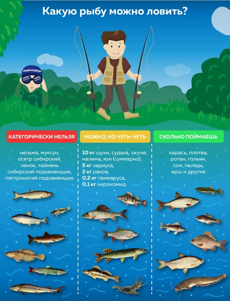 Почему рыба не клюет: причины, факторы, способы активации