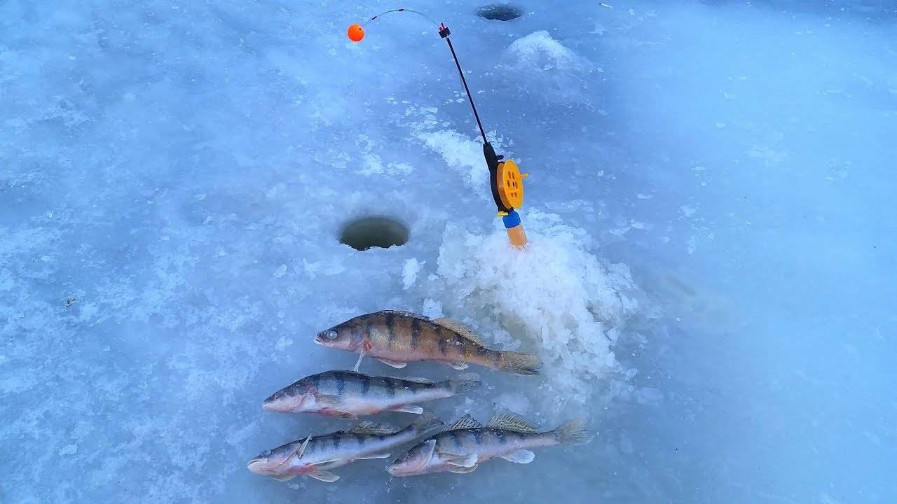 Ловля берша на тюльку зимой: снасти для зимней рыбалки, видео