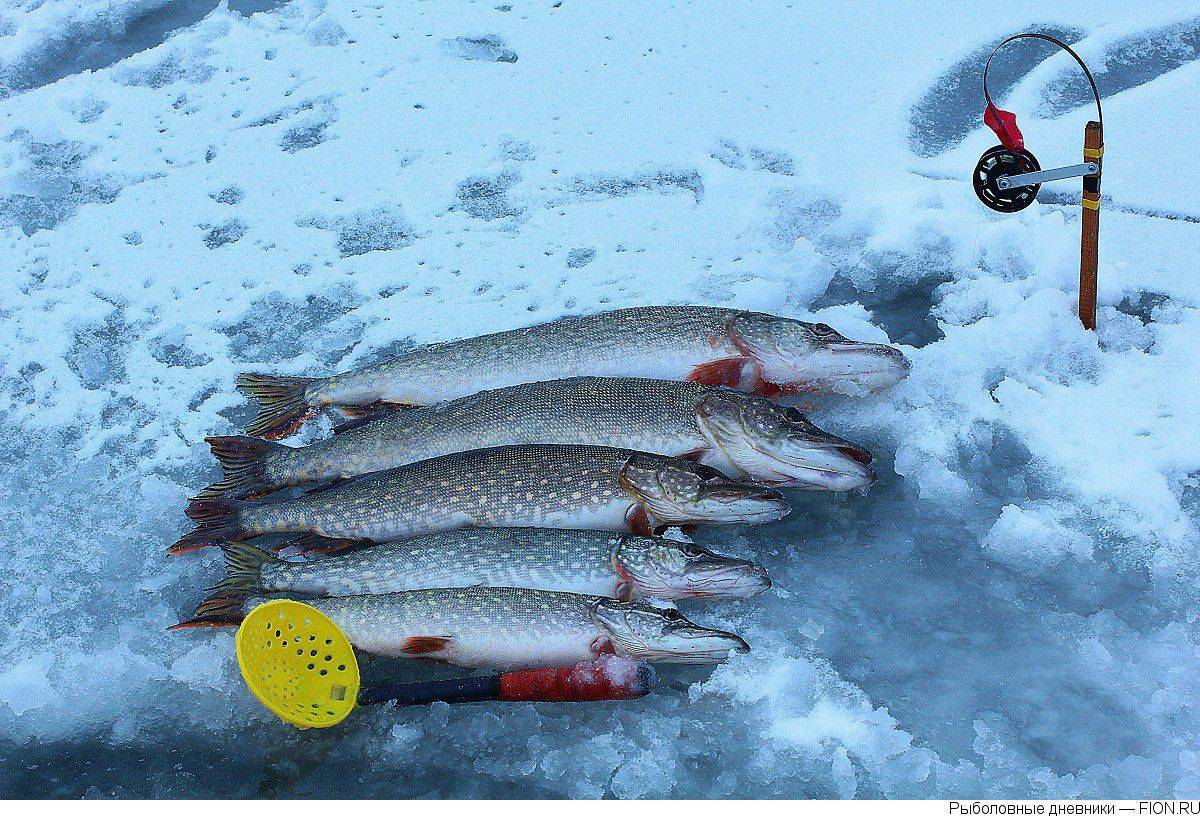 Рыбалка на можайском водохранилище. рыболовные базы в можайском район