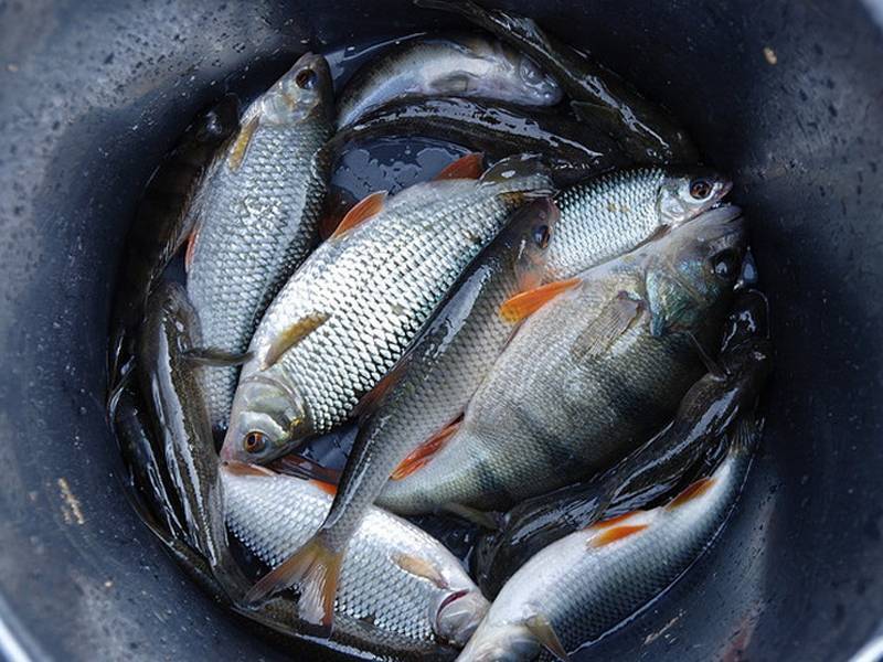 Рыбалка на лосином острове - в рыбхозе «клёвое место»