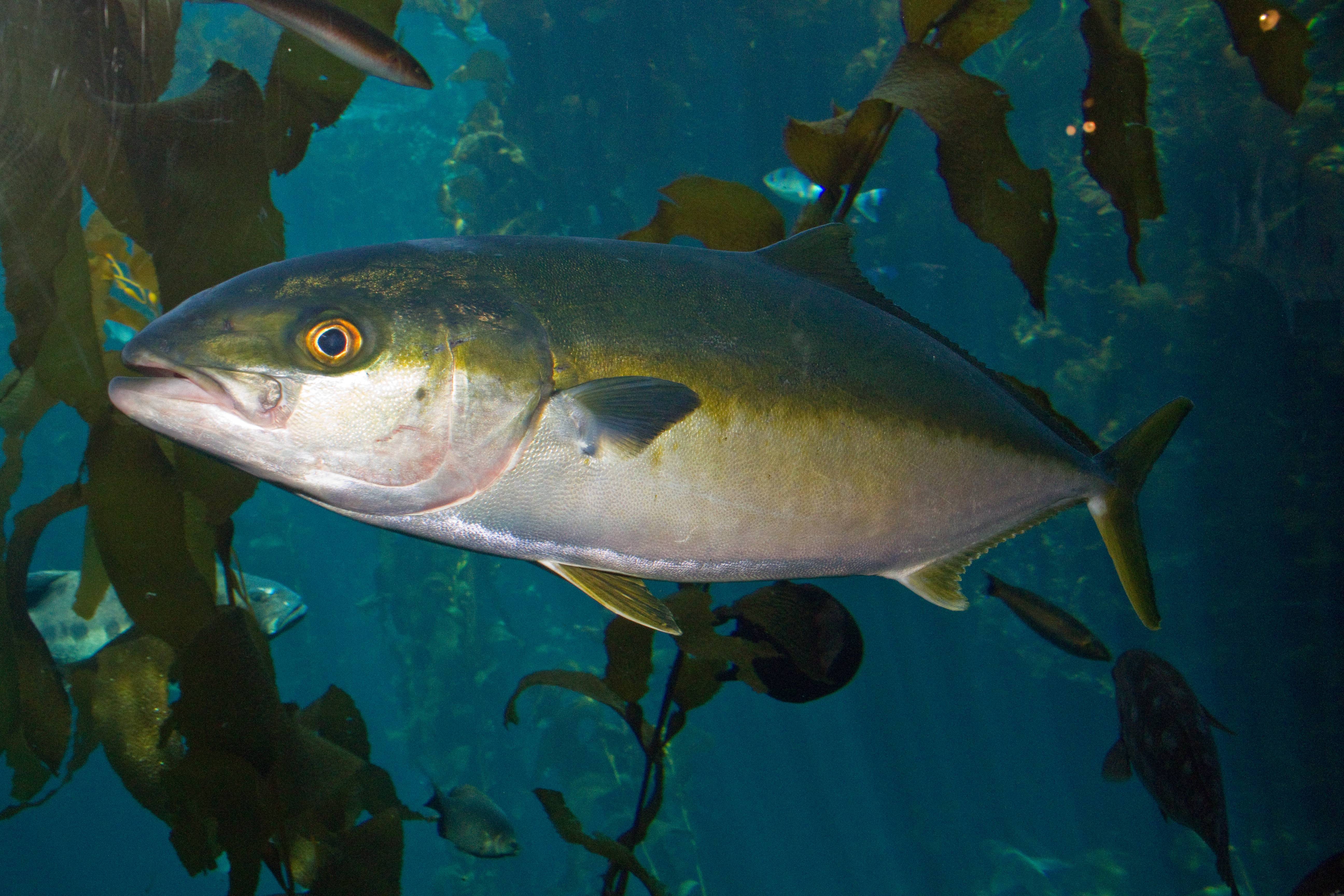 Желтохвостая рыбы лакедра: польза, вред и приготовление
