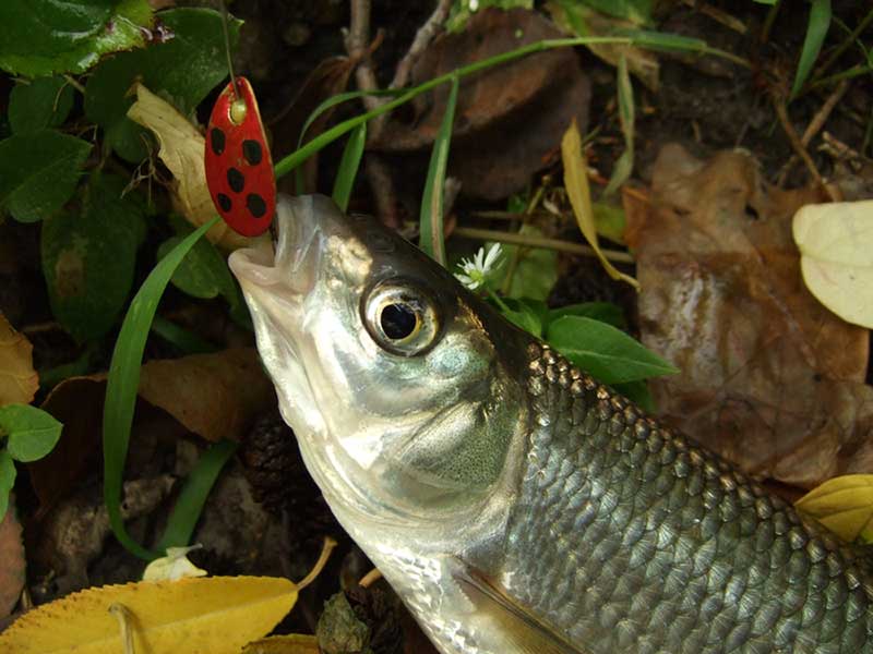 Описание и жизненный цикл рыбы елец