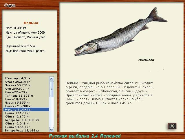 Рыба нельма — ценный вид хищной рыбы, обитающей в ледяных водах